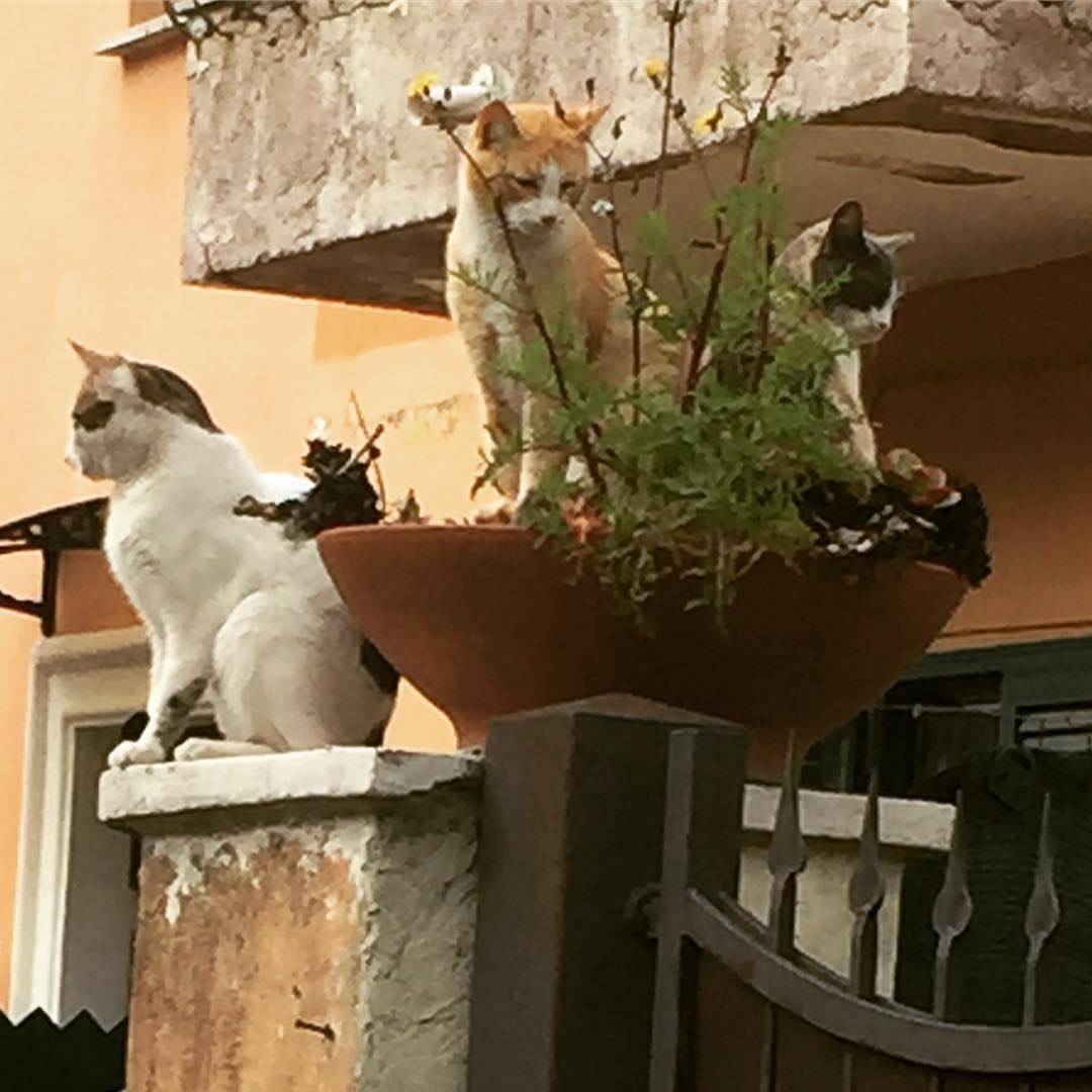 Reposting @blondemamba85:⠀ …⠀ “#quartomiglio #gattidelquartiere #cats #cute #❤️ #🐯”