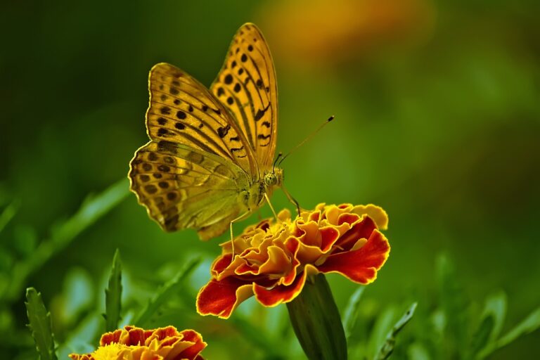 butterfly, nature, flower