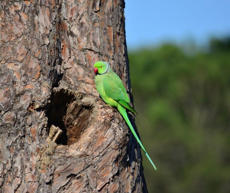 Fondazione Bioparco di Roma