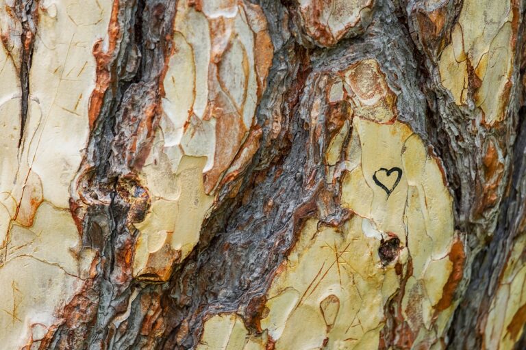 alberature pino corteccia albero alberi