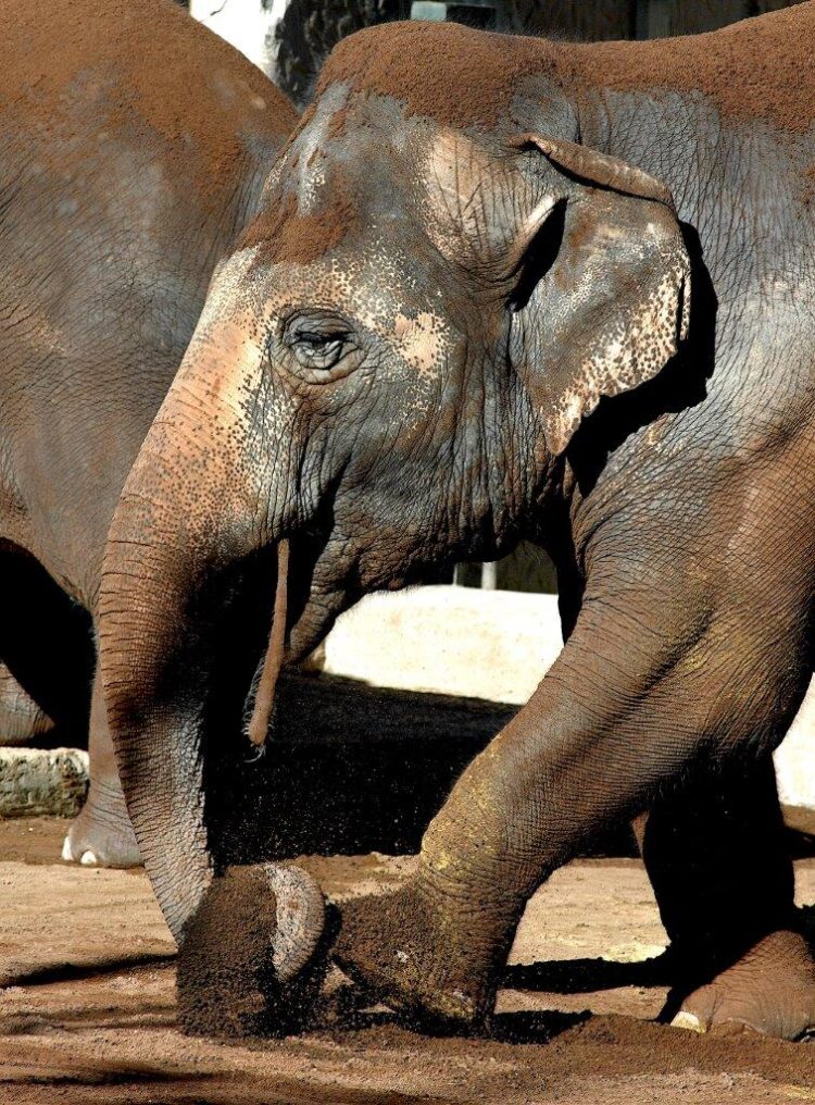 CREDIT FOTOGRAFICO: Massimiliano Di Giovanni – archivio Bioparco
